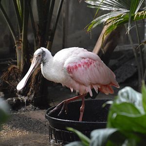 Roseate Spoonbill - Aquatic Birds House 031215
