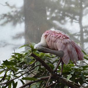 Roseate Spoonbill - Aquatic Birds House 031215