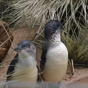 Little Penguin - Aquatic Birds House 031215