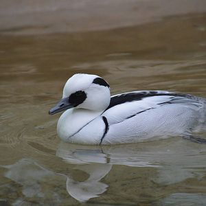Smew - Aquatic Birds House 031215