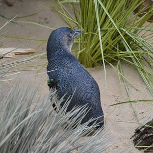 Little Penguin - Aquatic Birds House 031215