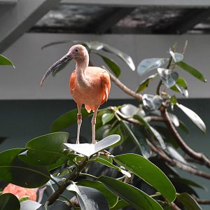 Scarlet Ibis - Aquatic Birds House 031215