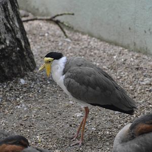 Masked Lapwing - Aquatic Birds House 031215