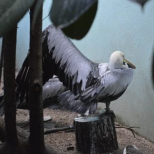 Brown Pelican - Aquatic Birds House 031215