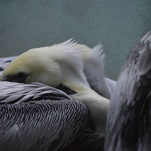 Brown Pelican - Aquatic Birds House 031215