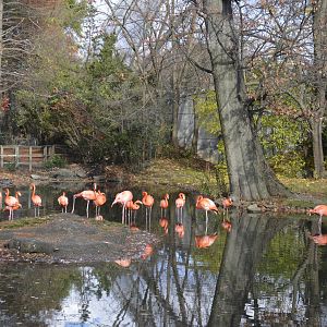 Flamingo enclosure 031215