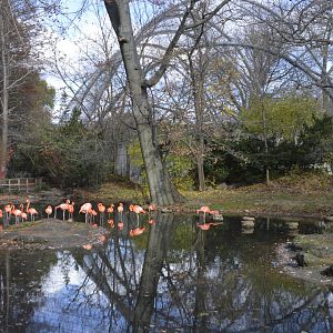Flamingo enclosure 031215