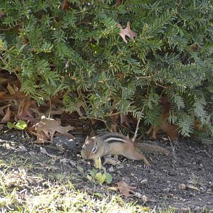 Eastern Chipmunk (wild) 031215