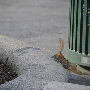 Eastern Chipmunk (wild) 031215