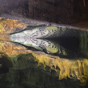 Nile Crocodile - Madagascar 031215