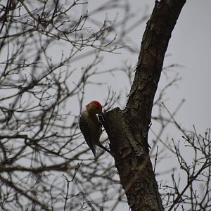 Red-bellied Woodpecker (wild) 031215