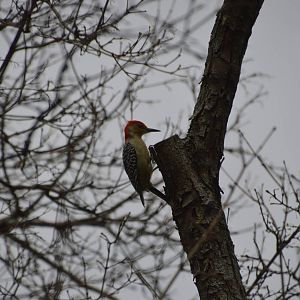 Red-bellied Woodpecker (wild) 031215