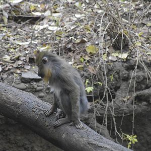 Mandrill 031215