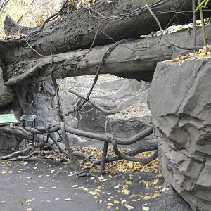 Mandrill window 031215