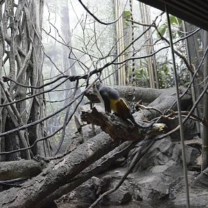 Wolfs Mona Monkey 031215