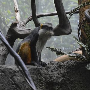 Wolfs Mona Monkey 031215