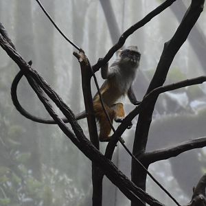 Wolfs Mona Monkey 031215