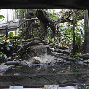 Wolfs Mona Monkey enclosure 031215