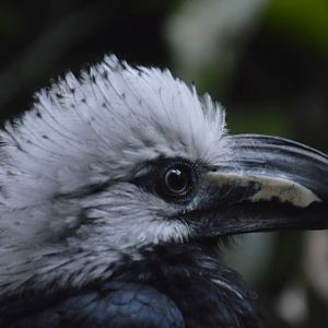 White-crested Hornbill 031215