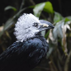 White-crested Hornbill 031215