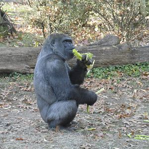 Gorilla 031215