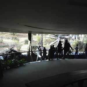 Gorilla indoor viewing 031215