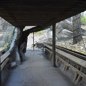 Gorilla viewing tunnel 031215