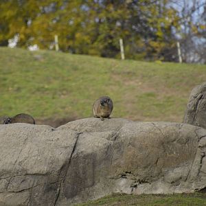 Rock Hyrax 031215