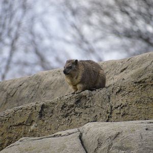 Rock Hyrax 031215
