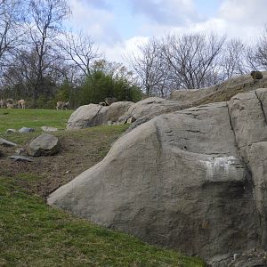 Ibex and Hyrax enclosure 031215