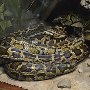 Burmese Python 031215