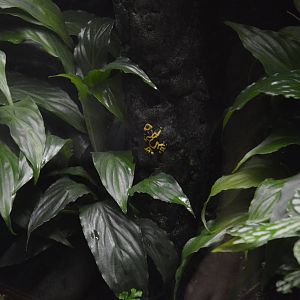 Yellow-banded Poison Dart Frog 031215