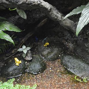 Poison dart frogs 031215