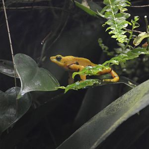 Panamanian Golden Frog 031215