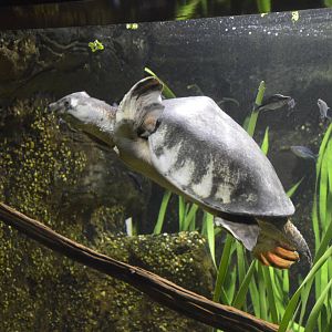 Fly River Turtle 031215