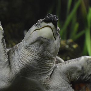 Fly River Turtle 031215