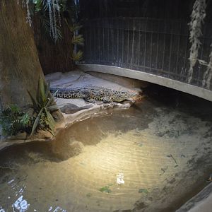 Cuban Crocodile 031215
