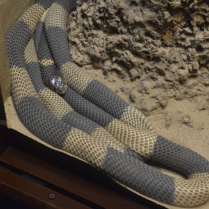 Egyptian Cobra 031215