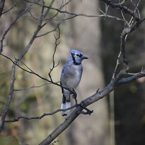 Blue Jay (wild) 031215
