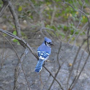 Blue Jay (wild) 031215
