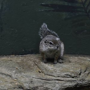 Harris Antelope Squirrel 031215