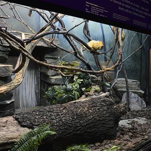 Golden Lion Tamarin enclosure 031215