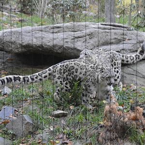 Snow Leopard 031215