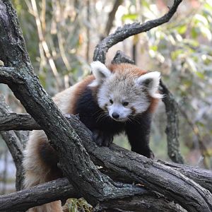 Lesser Panda 031215