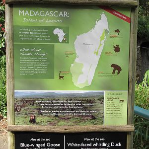 New Ring-Tailed Lemur Exhibit Sign
