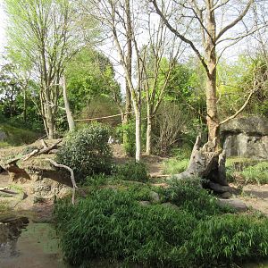 Ring-Tailed Lemur Exhibit