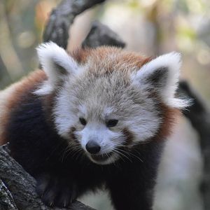 Lesser Panda 031215