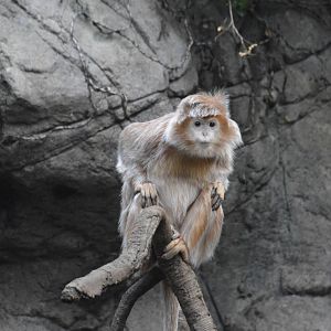 Ebony Langur - Jungle World 031215