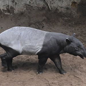 Malayan Tapir - Jungle World 031215