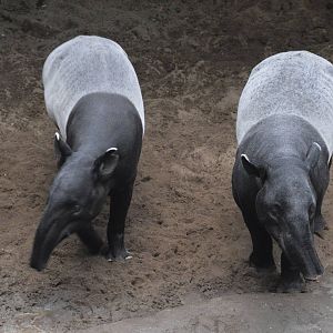 Malayan Tapirs - Jungle World 031215